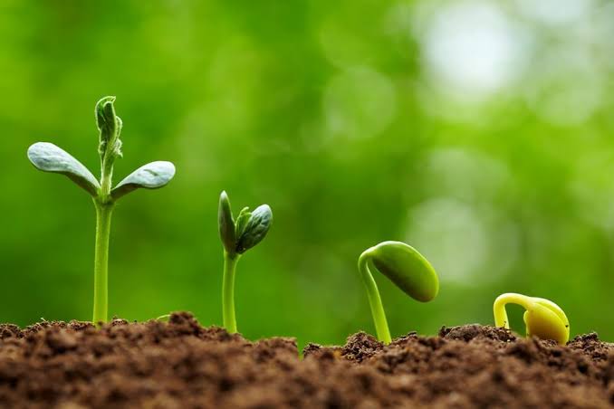 Plant nutrition